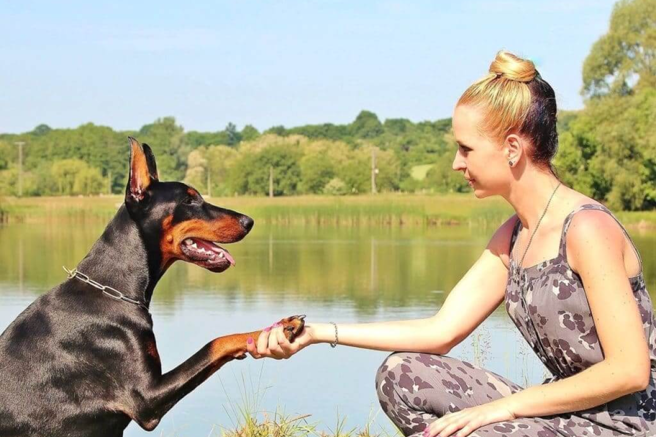 How to Become a Dog Trainer in 3 Simple Steps