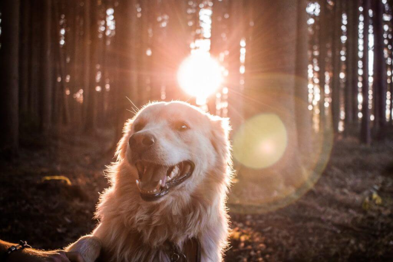 Are Dogs Color Blind? How Your Pooch Sees Color