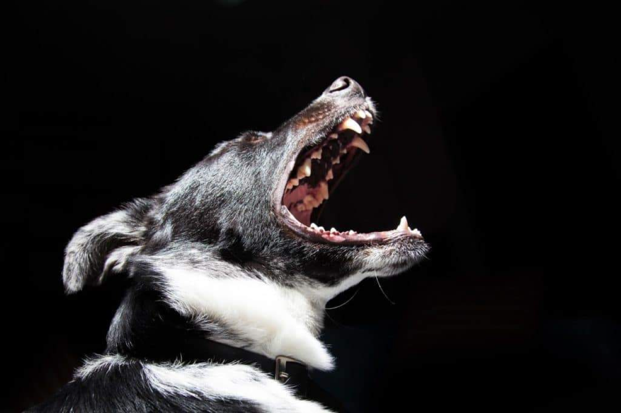 Dog Coughing: Reasons Your Dog Is Coughing