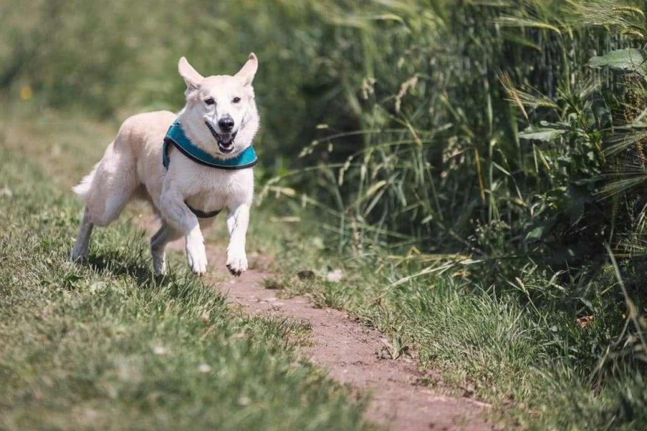 How Much Exercise Does a Dog Need Every Day to Stay Healthy?