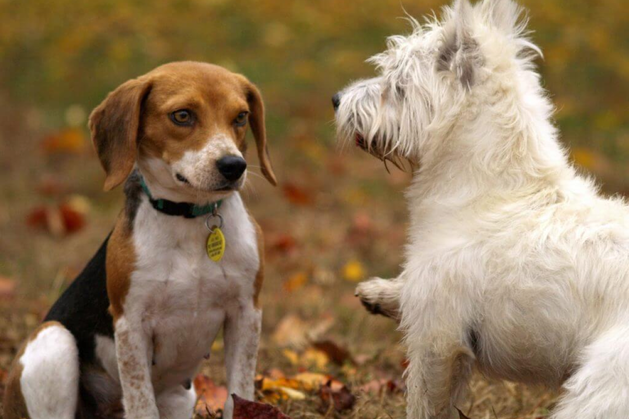 How to Introduce Dogs: Canine Greeting Protocol