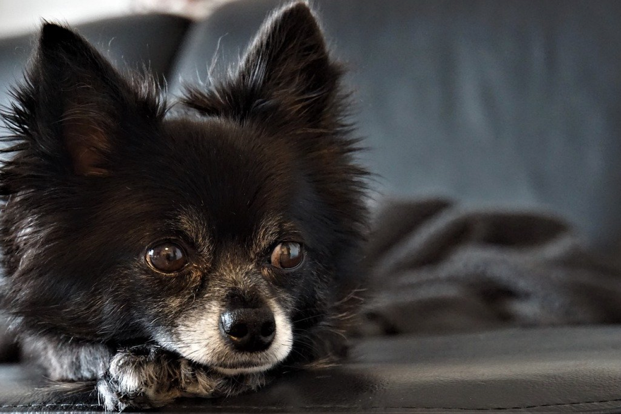 The Best Small Dog Breeds for Apartments