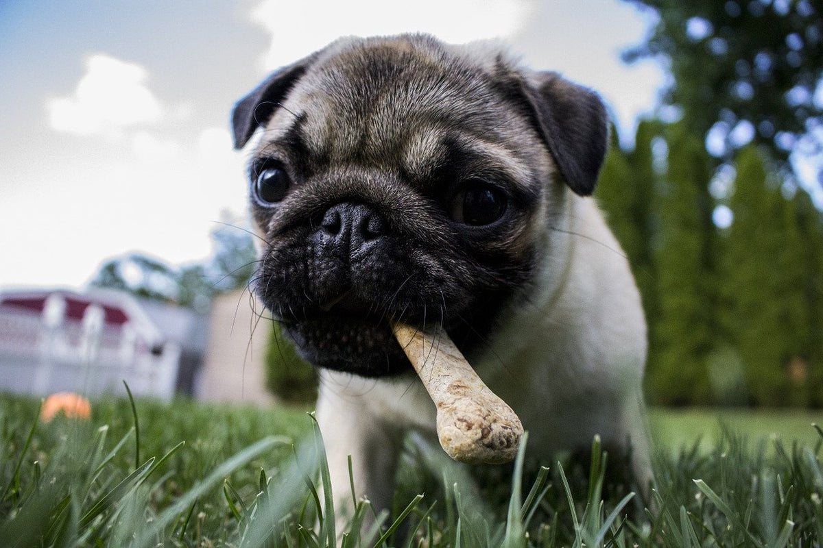 are animal crackers safe for dogs