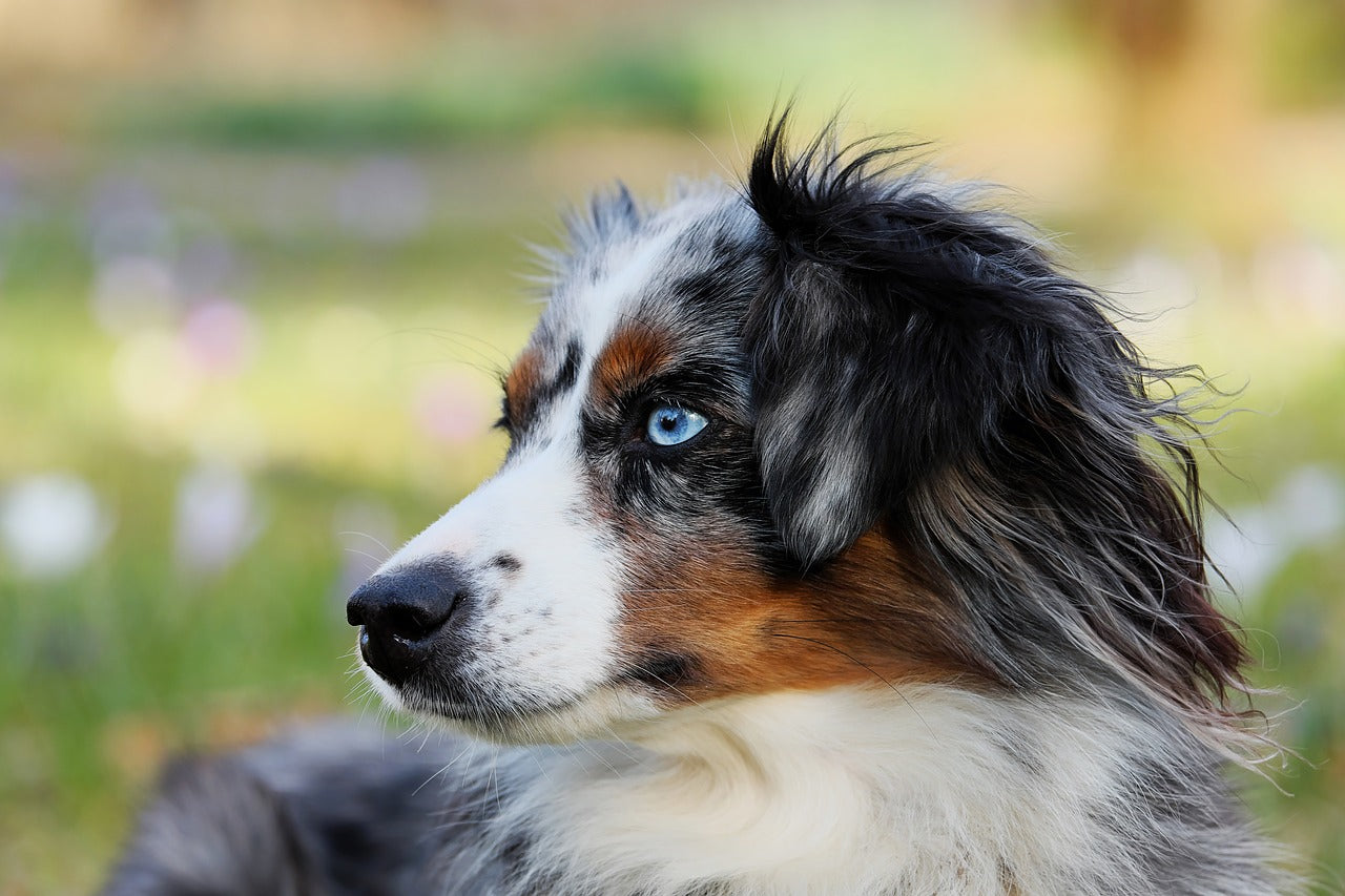 are australian shepherds hypoallergenic