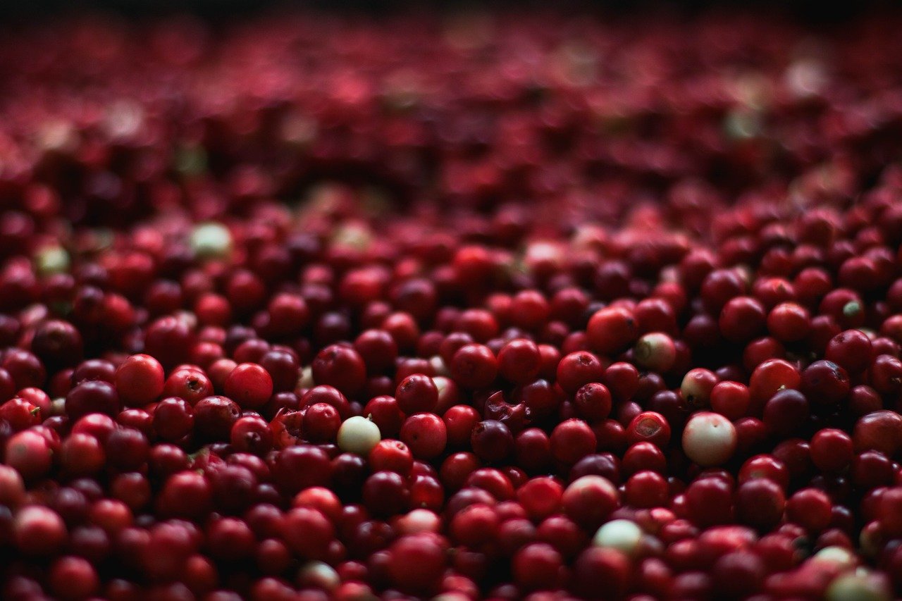 are cranberries safe for dogs