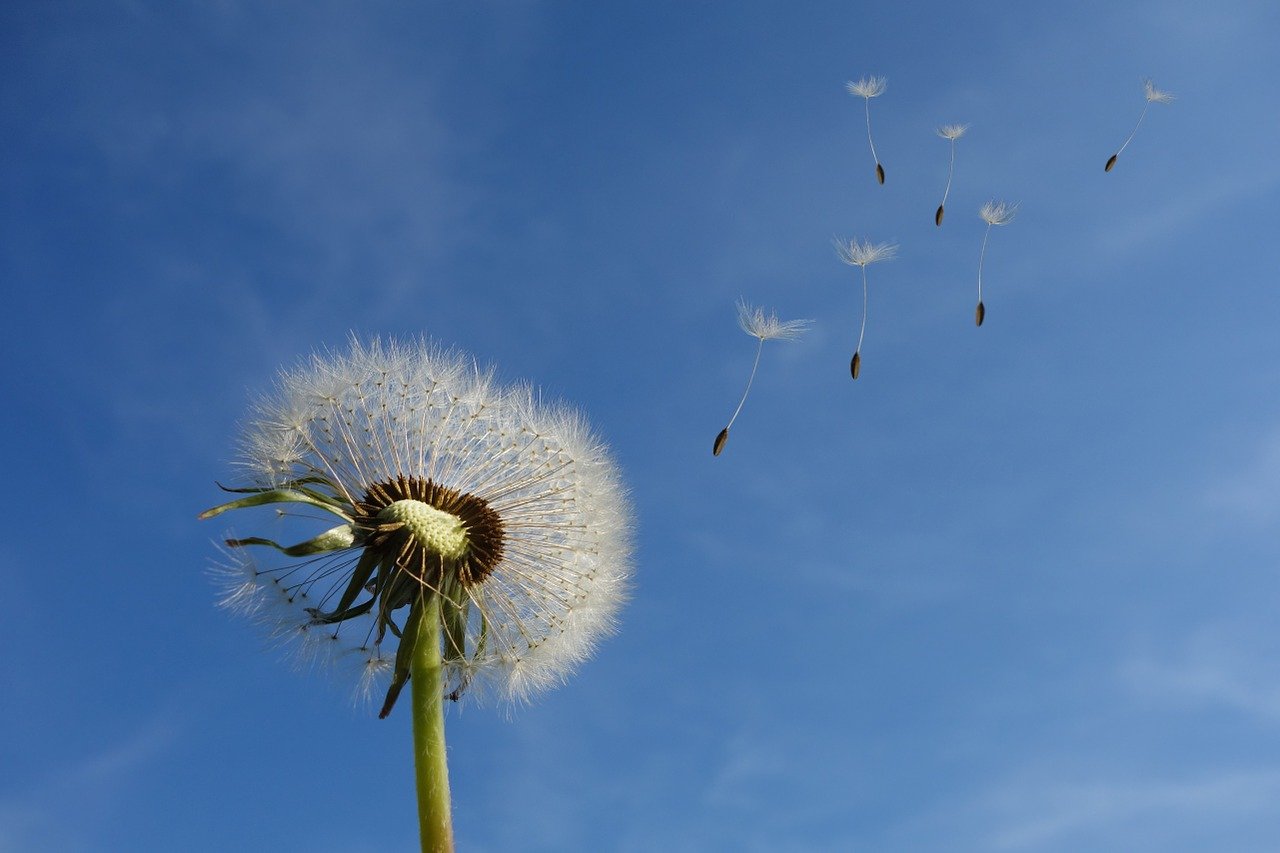 are dandelions safe for dogs