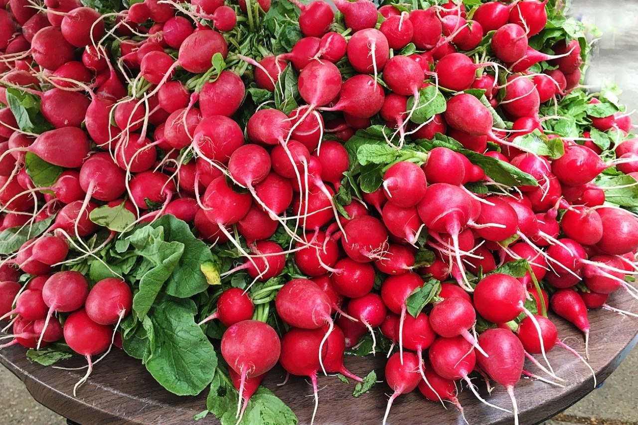 Can Dogs Eat Radishes? Are They Good For Dogs?