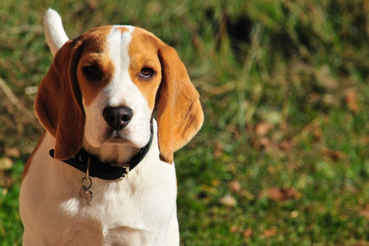 Beagles Allergies & Skin Allergy Guide