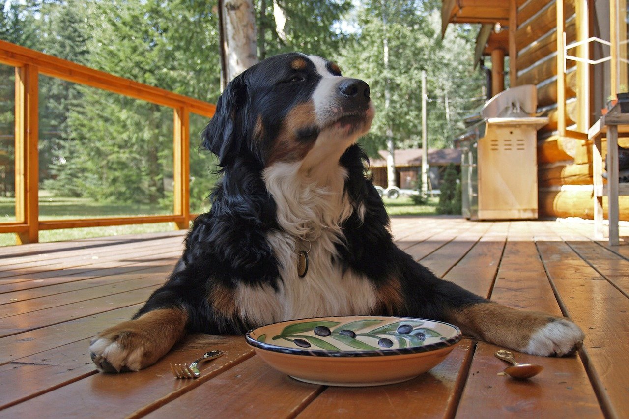bernese mountain dog breed guide