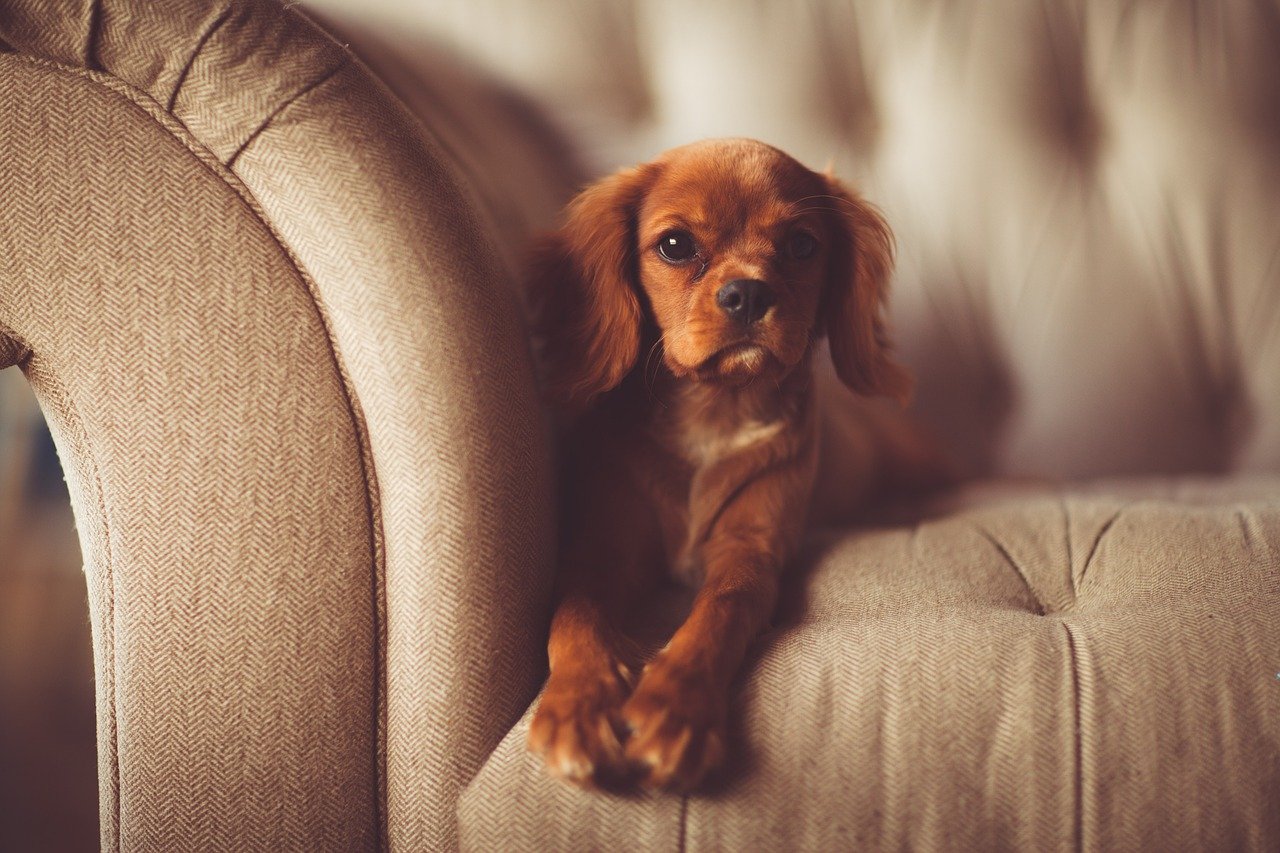 Best Dogs For Apartments