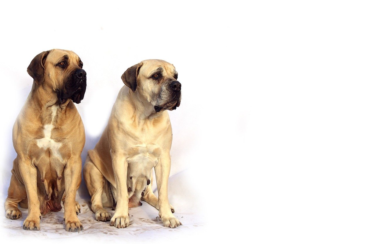 Big Dog Breeds For Your Family