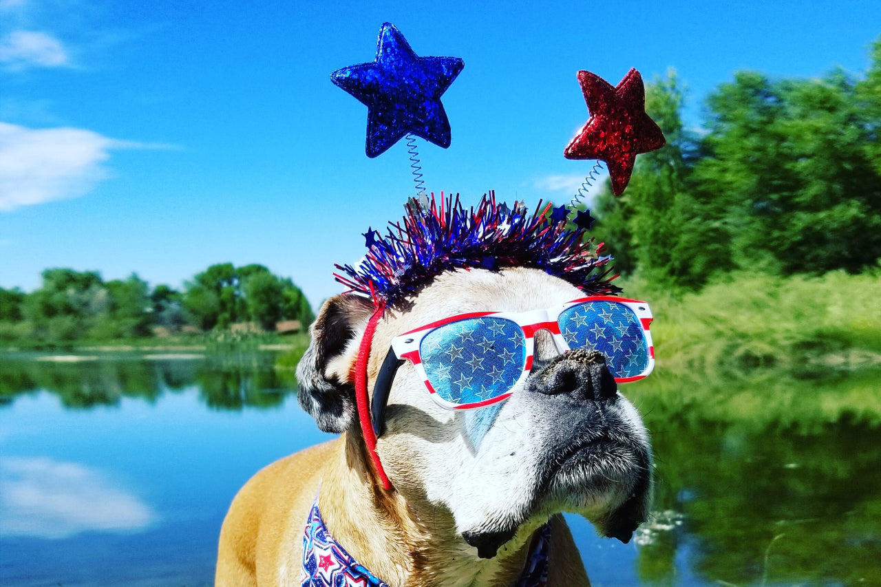 How to Prepare Your Pet for a Happy and Safe Fourth of July