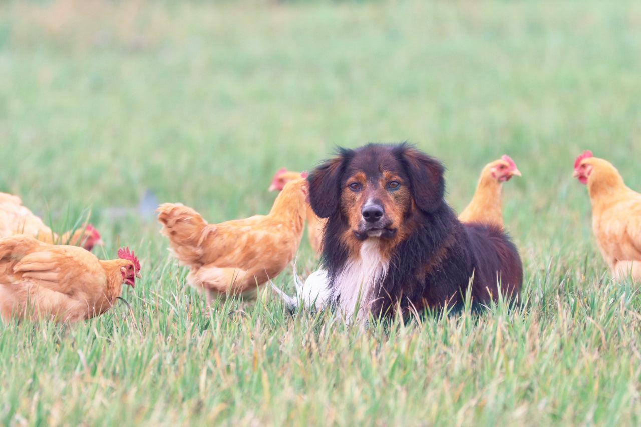 Chicken Allergies in Dogs