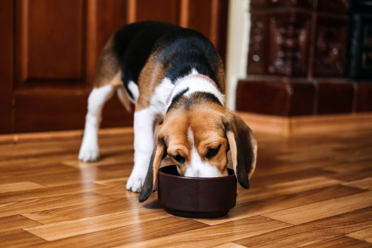 Copper Levels in Dog Food: How Much is Too Much?