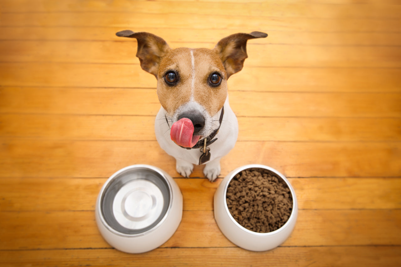 How to Calculate Your Dog's Daily Calorie Needs