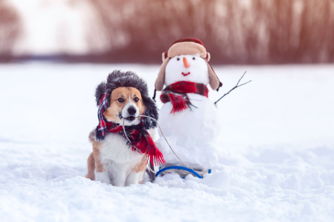 Holiday Safety for Your Dog