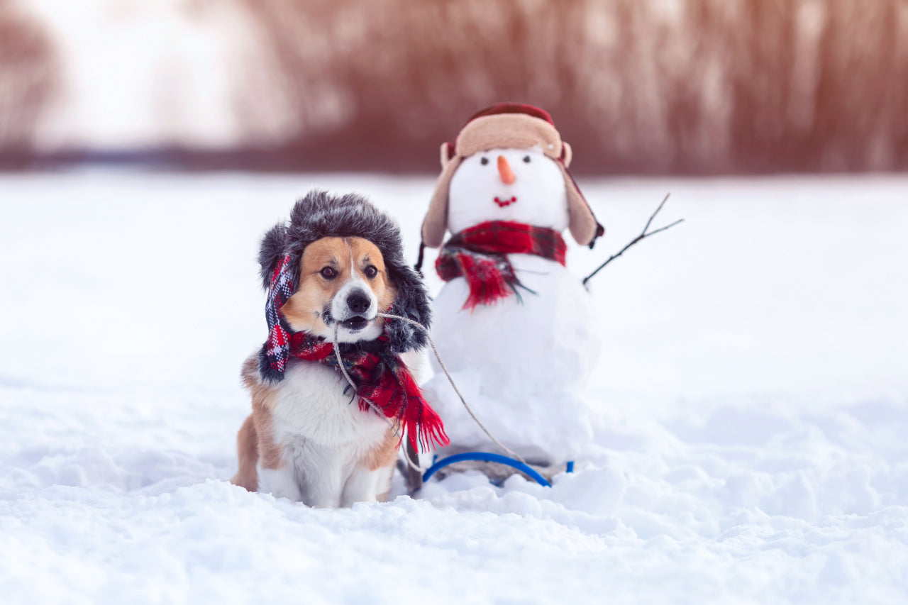 Holiday Safety Tips for Your Dog