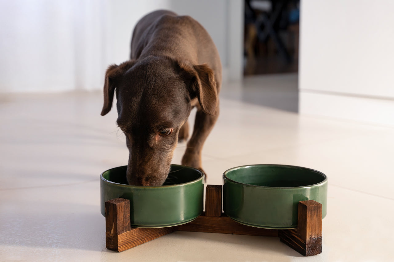Kidney Disease and Diet in Dogs