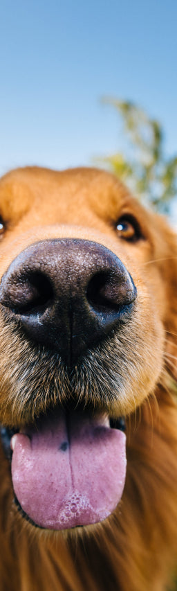5 Surprising Dog Facts That You Wish You Knew Sooner