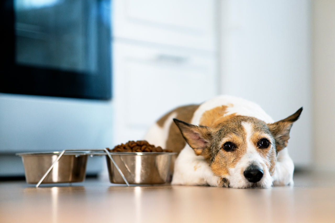 Pancreatitis: What Foods Should my Dog Eat