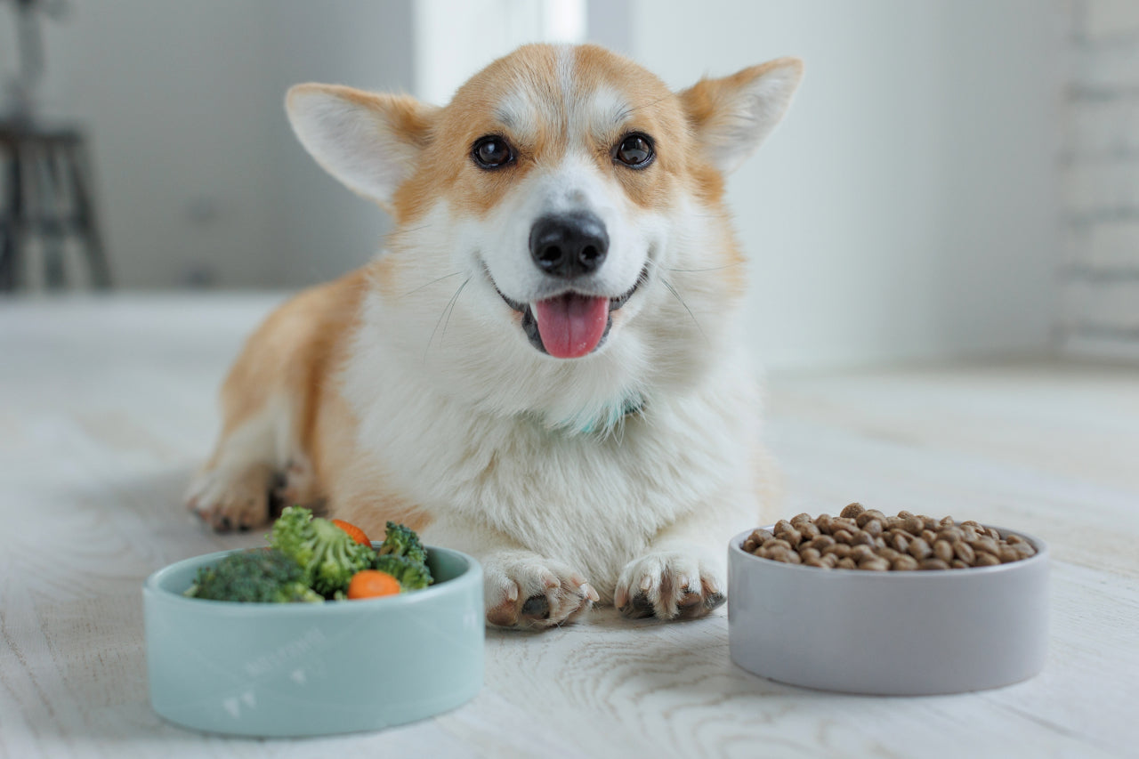 Protein: How Much is Too Much for Dogs?