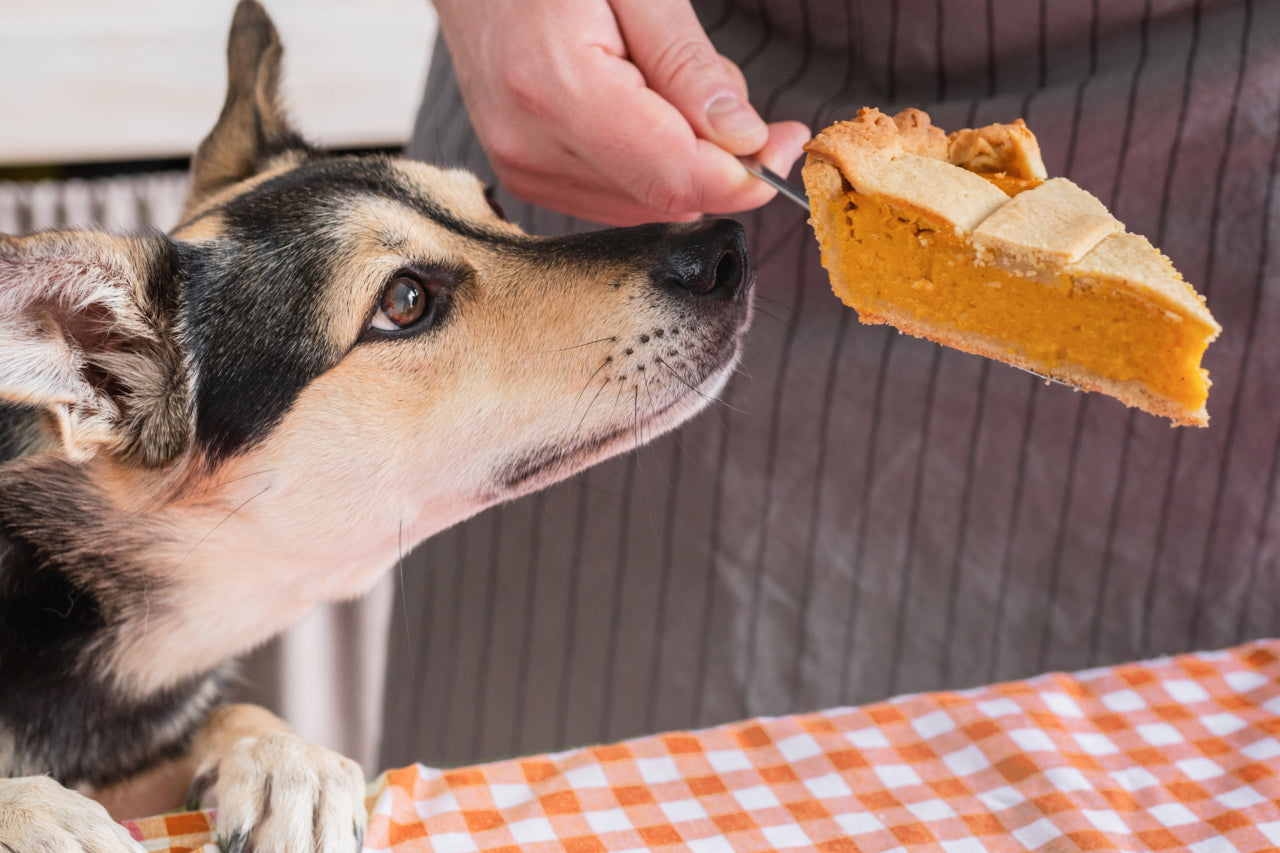 10 Thanksgiving Foods to Avoid Feeding Your Dog and 10 Safe Alternatives