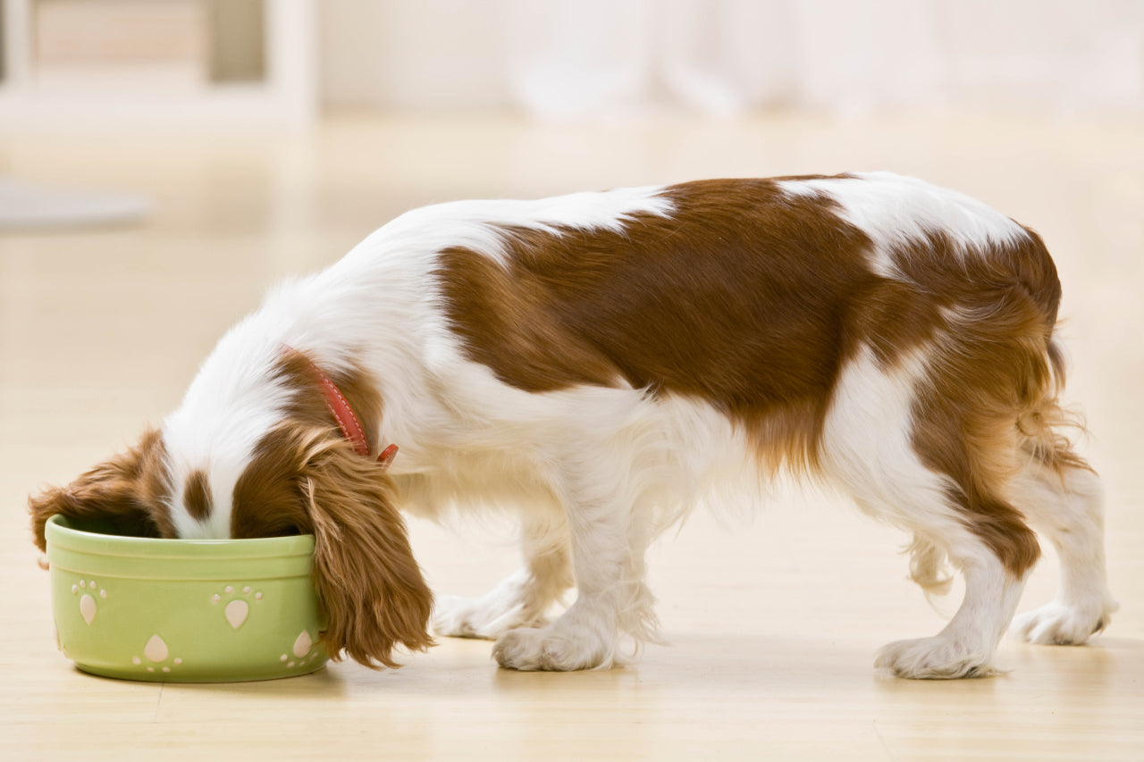 Diet and Diabetes in Dogs