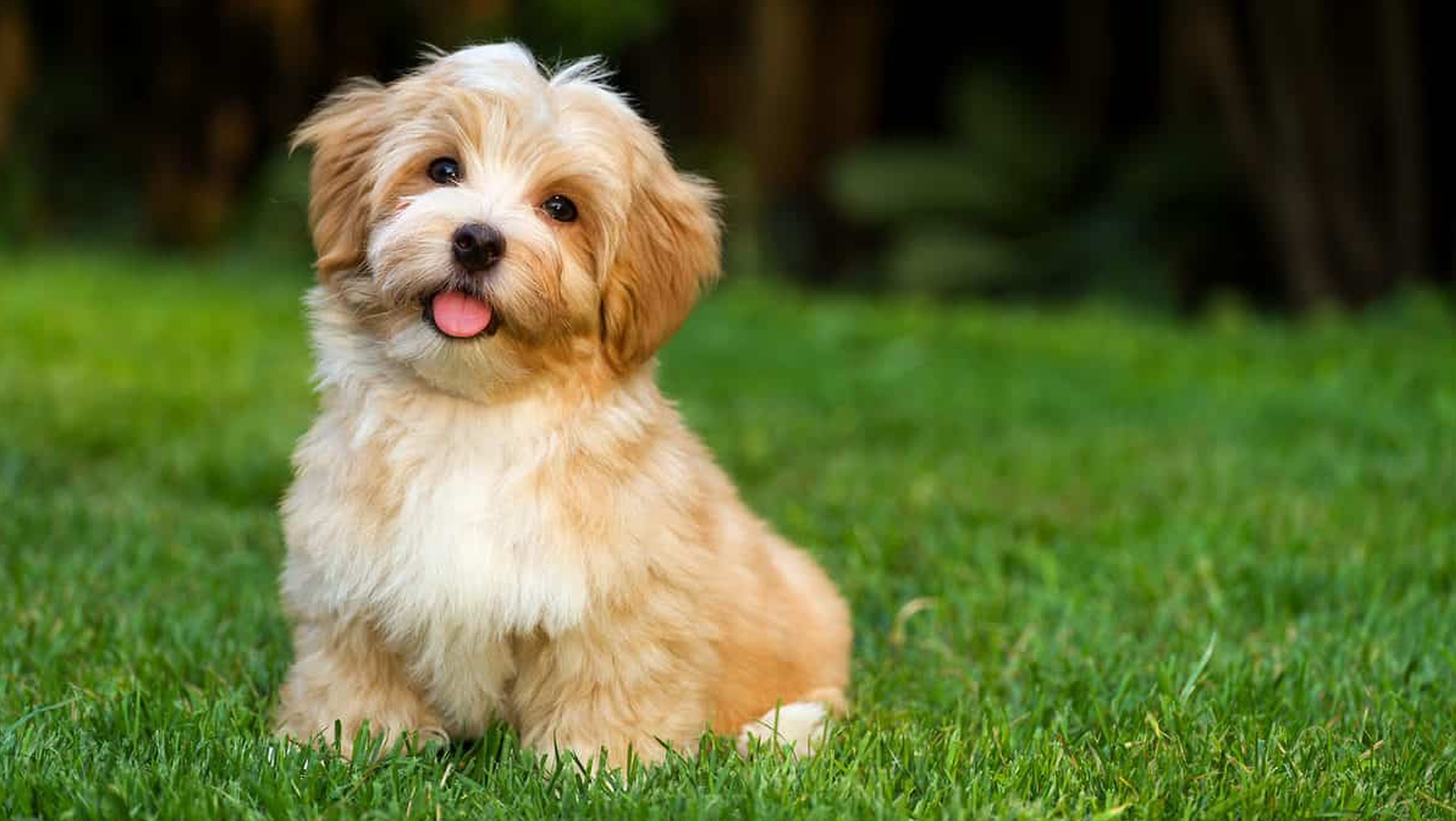 The Ultimate Guide to Hypoallergenic Dogs