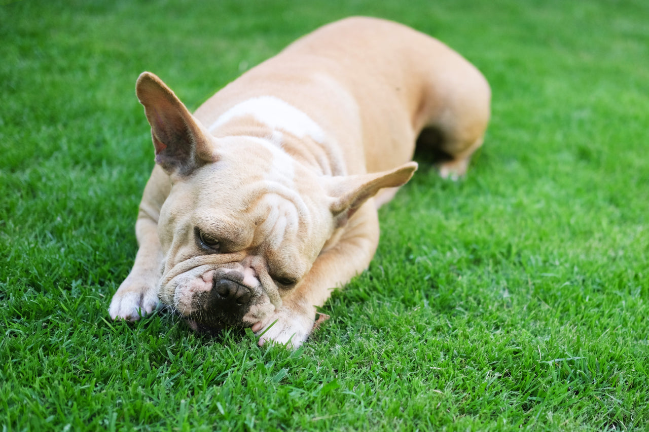 Why Does Your Dog Eat Grass?
