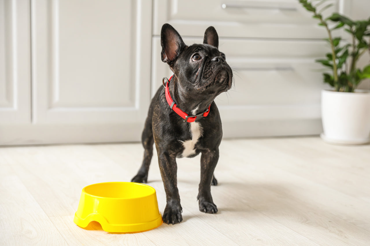 Food Allergies: Prescription Dog Food Diet Alternatives