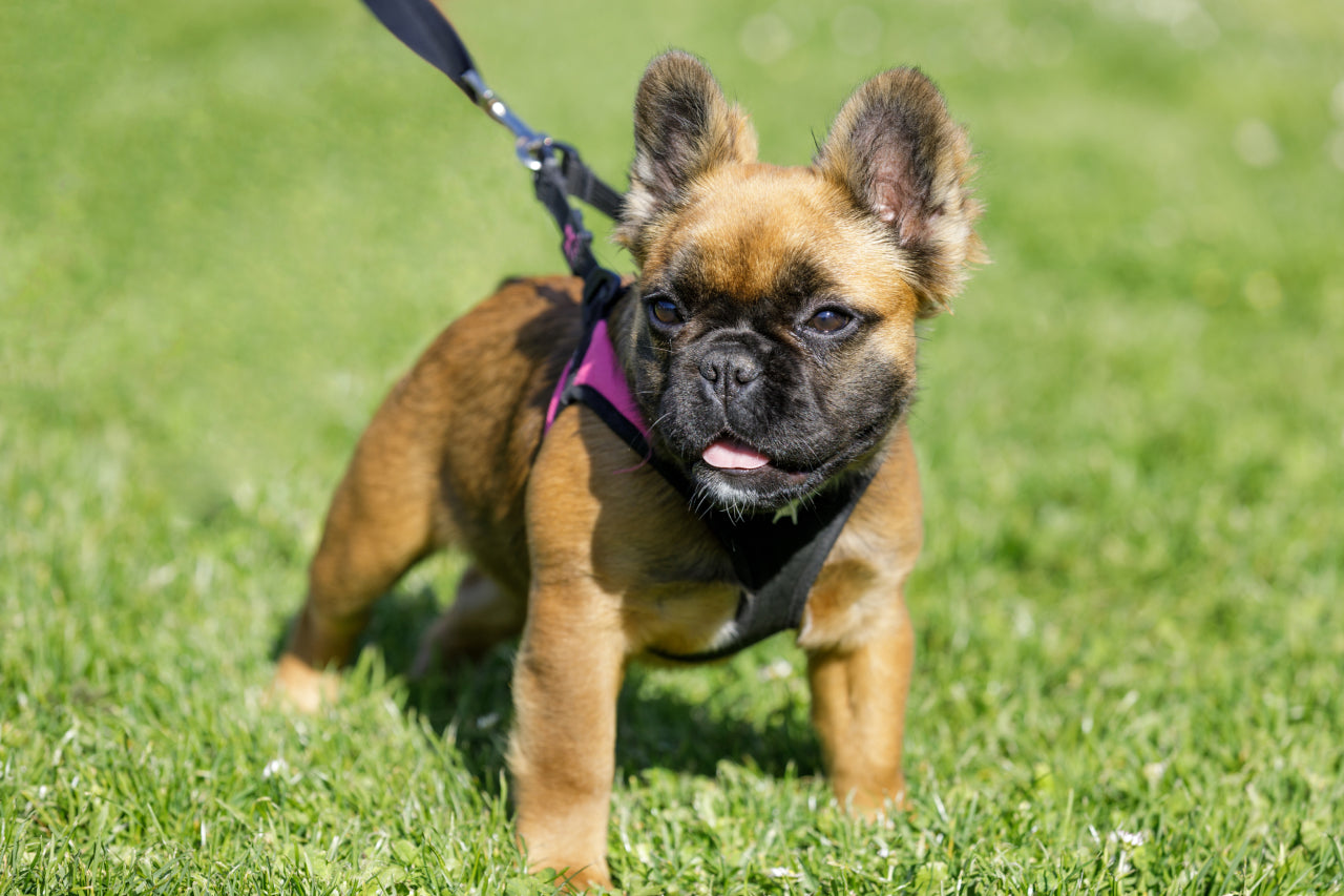 Fluffy Frenchie Breed Guide: Learn About The Fluffy French Bulldog