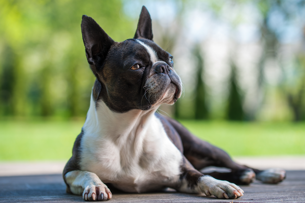 Boston Terriers Allergies & Skin Allergy Guide