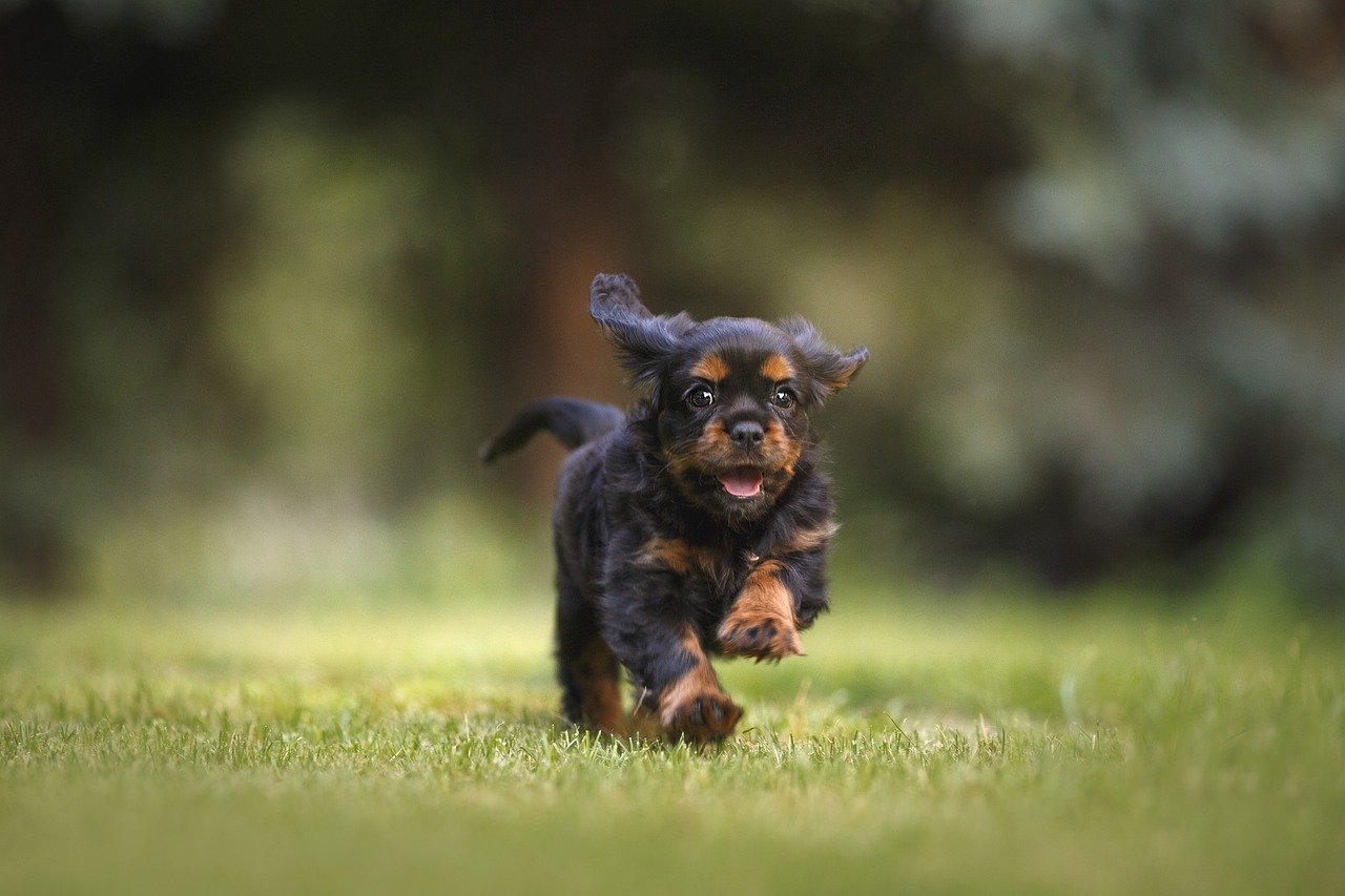 When Do Puppies Calm Down? At What Age?