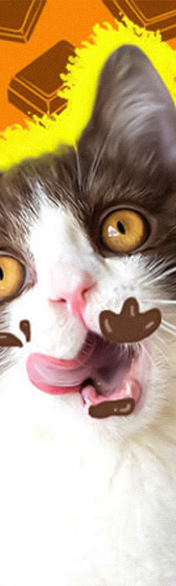 Can cats eat chocolate?
