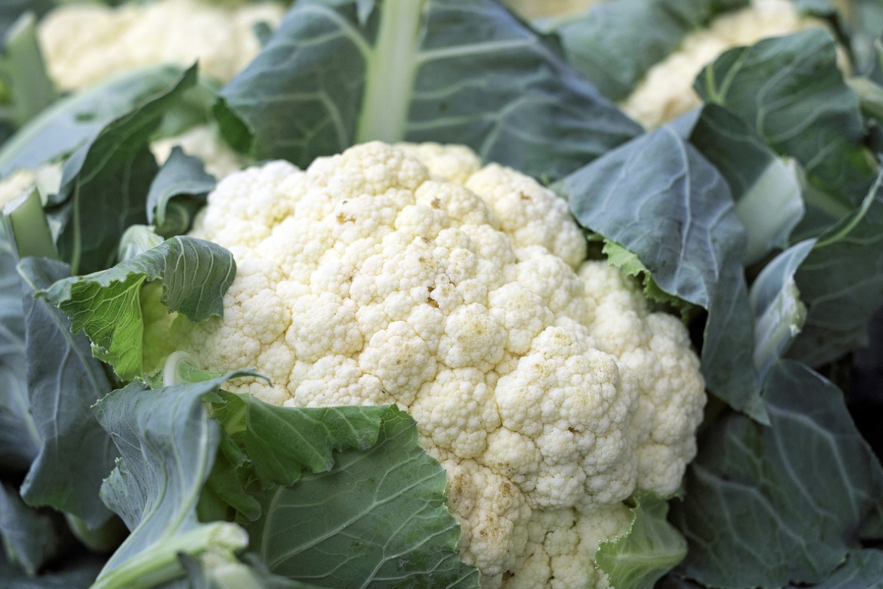 Can Dogs Eat Cauliflower? Is It Good For Dogs?