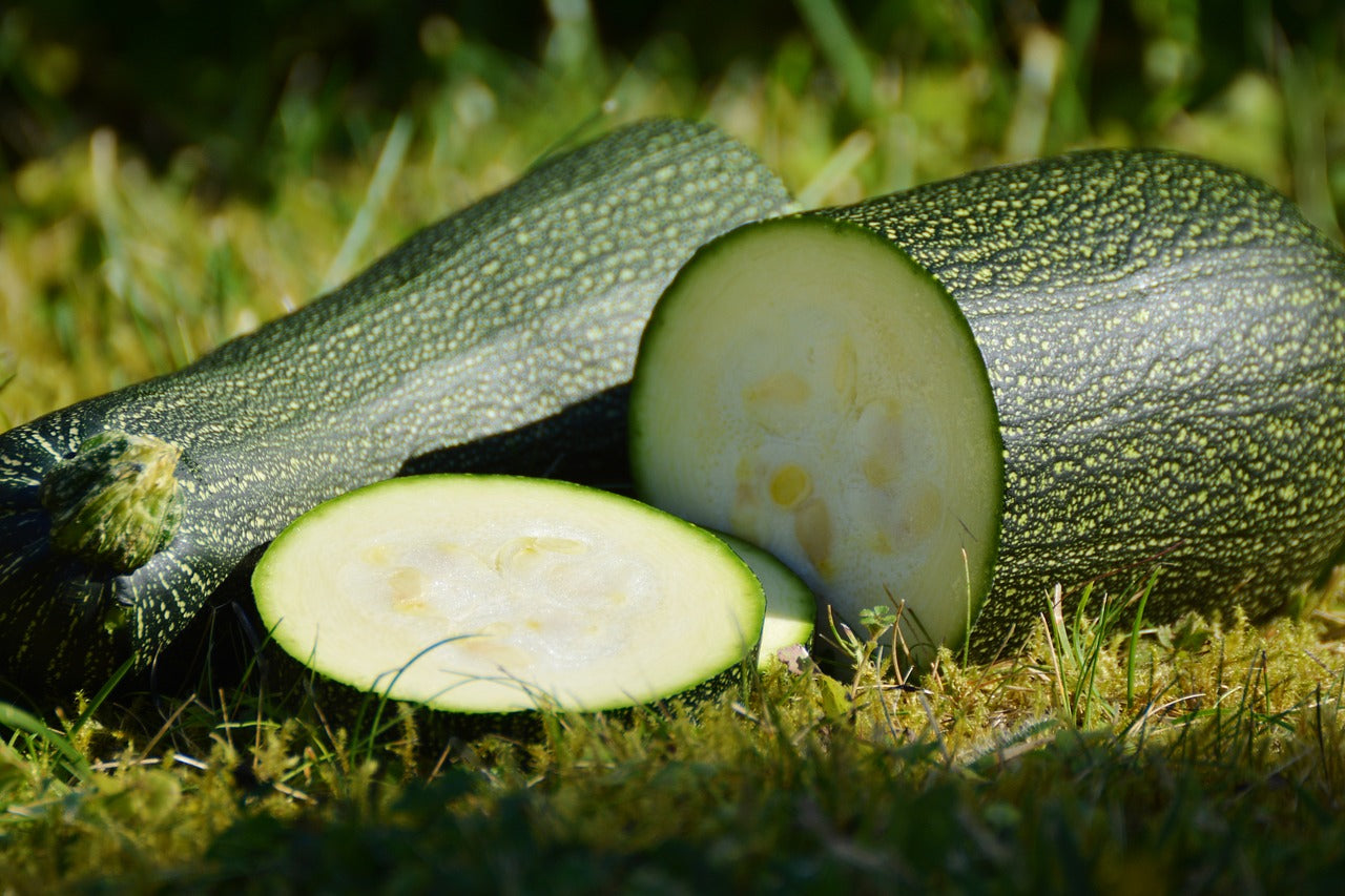 can dogs have zucchini