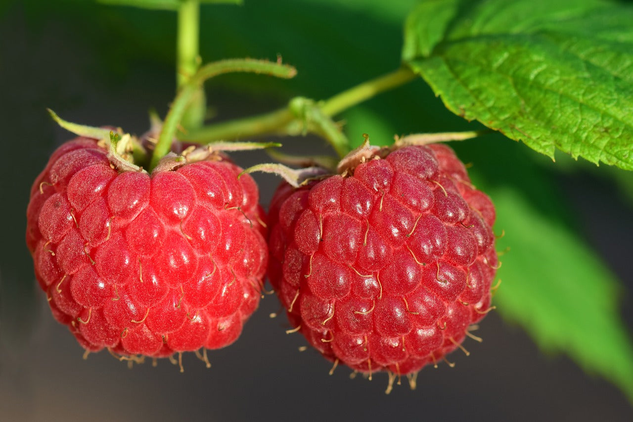 can dogs have raspberries