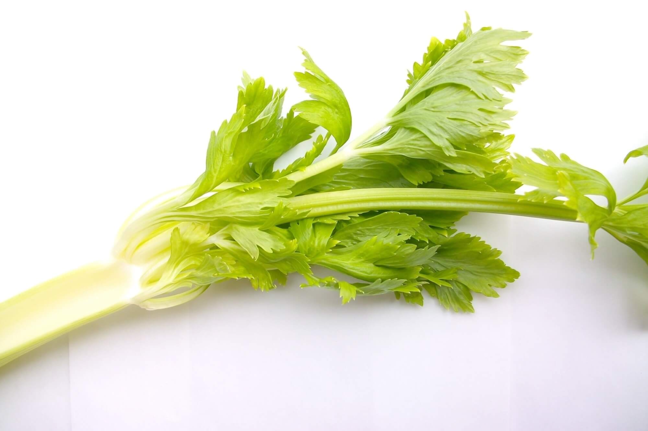 Can Dogs Eat Celery? Is It Good For Dogs?