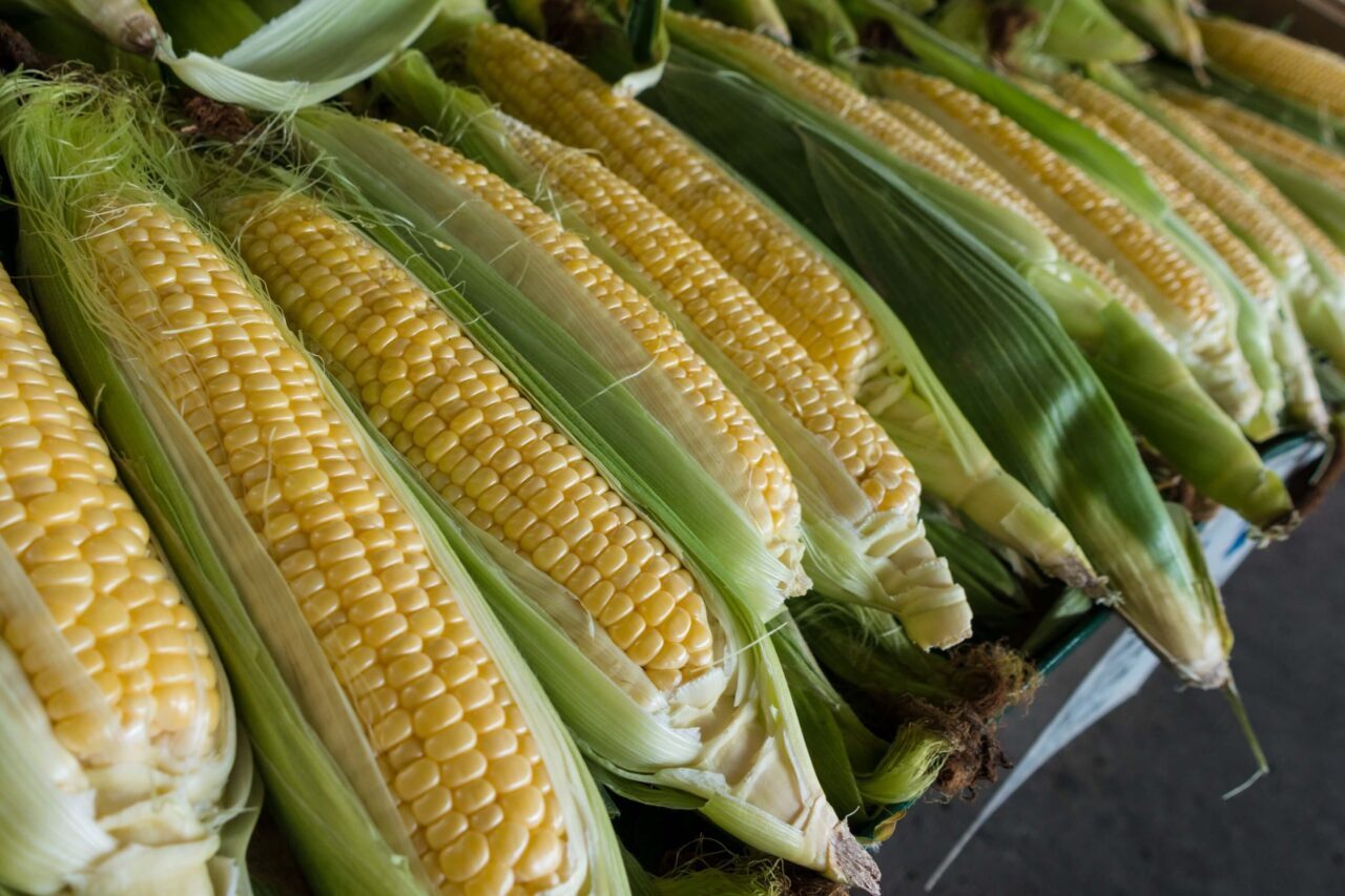 Can Dogs Eat Corn? Everything You Need to Know