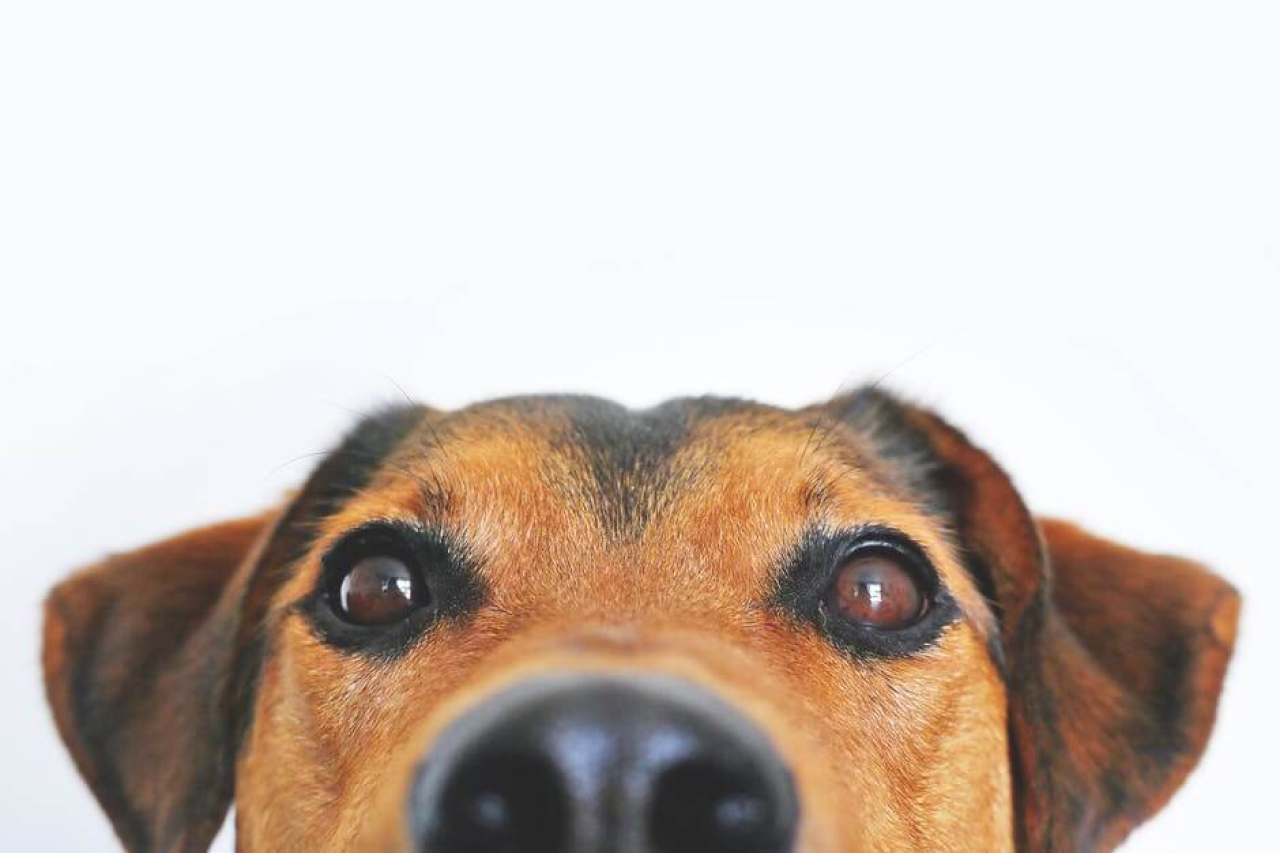 Can Dogs Eat Mango? Are They Good For Dogs?