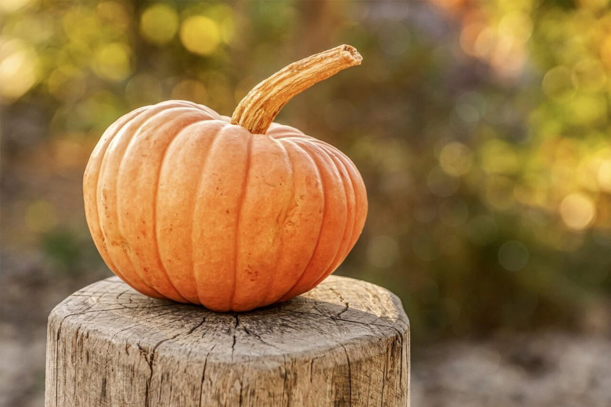 Can Dogs Eat Pumpkins?