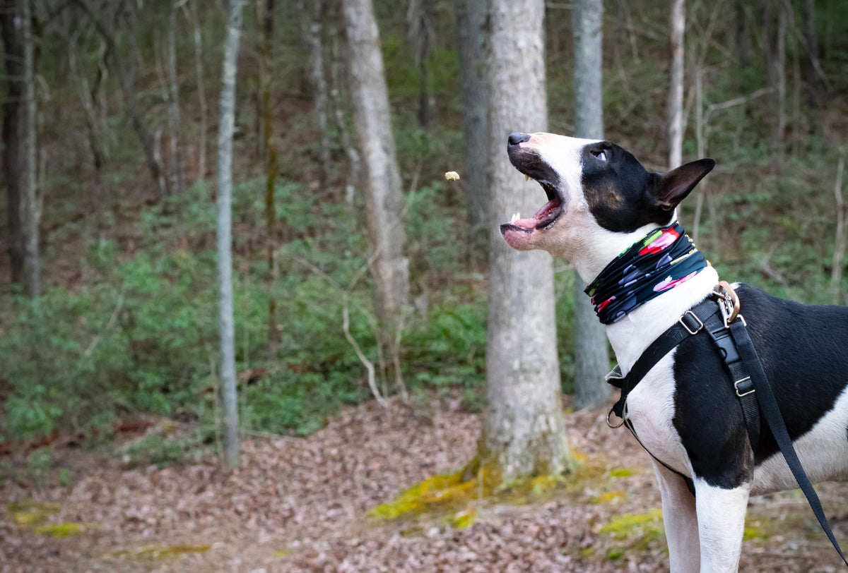 Can Dogs Eat Turkey?