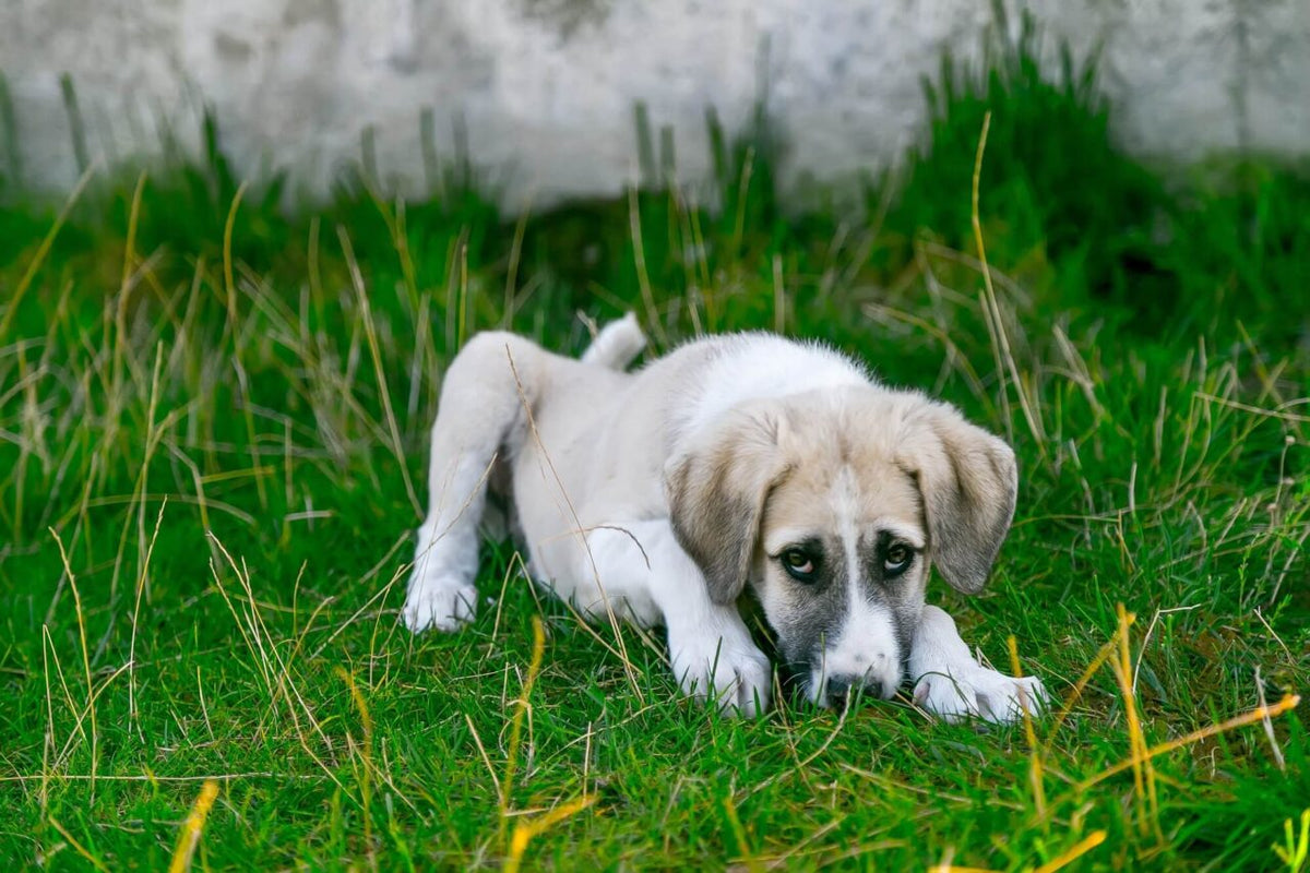 a puppy laying down on the grass