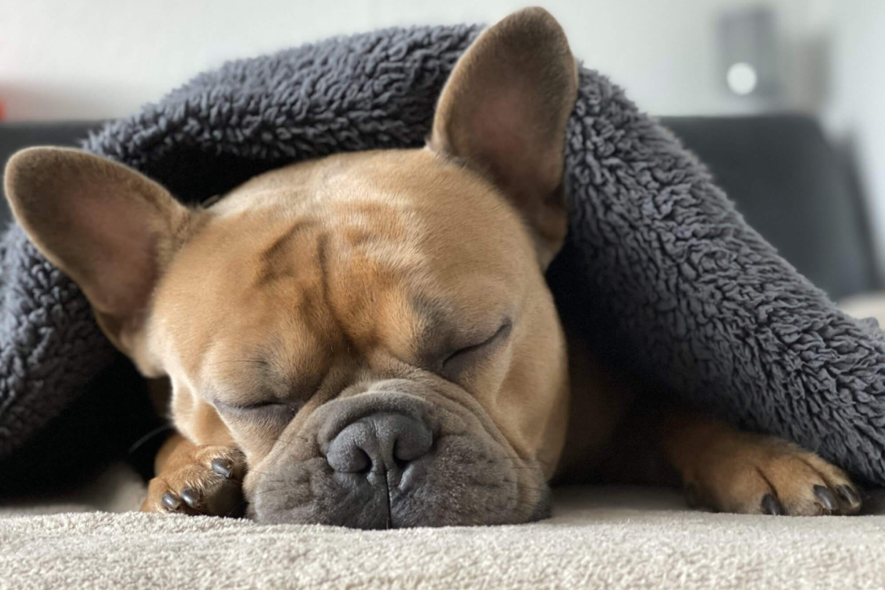 Can Dogs Have Melatonin: Uses, Benefits, and More