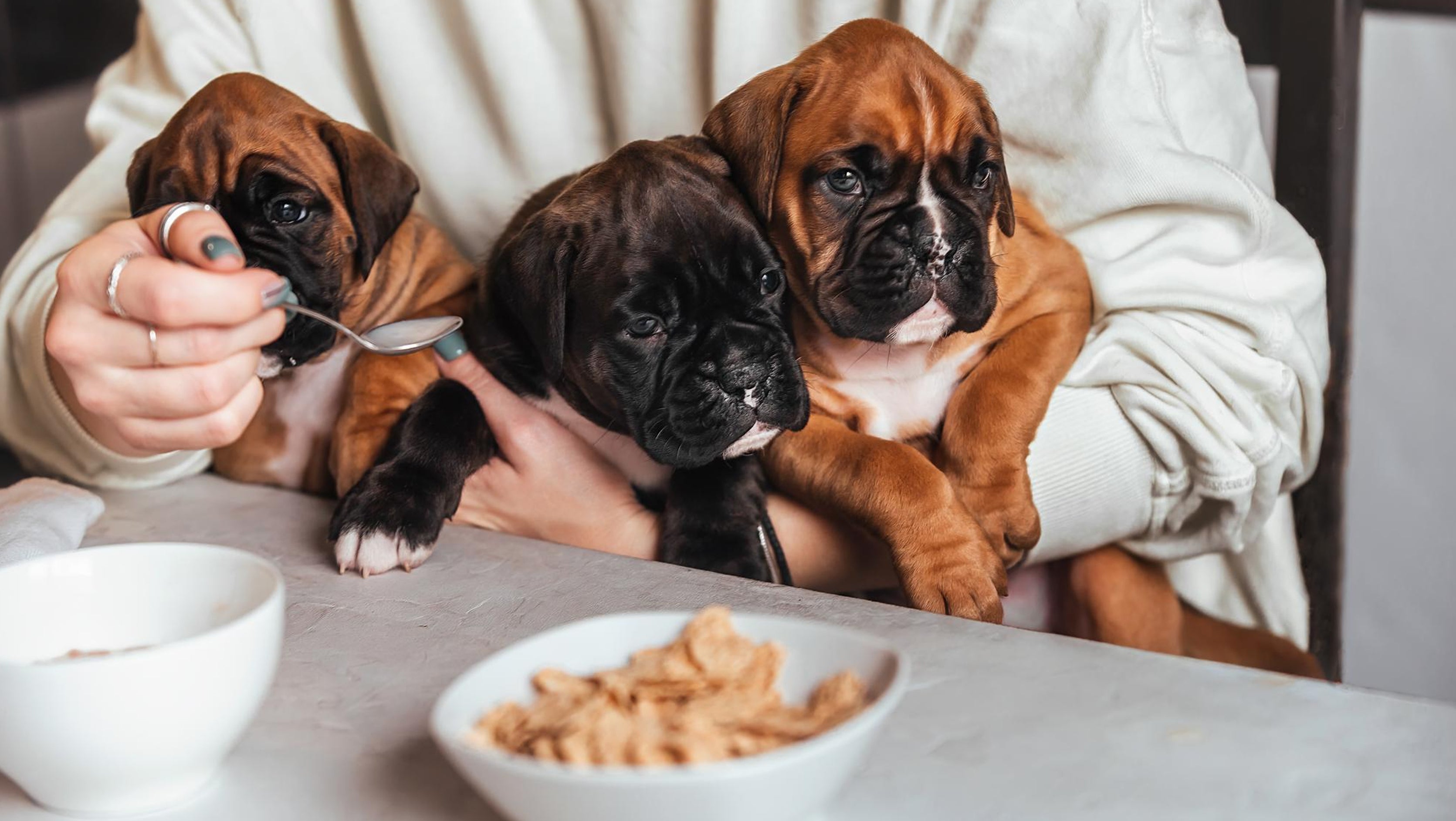 Is It Safe for Puppies to Eat Adult Dog Food?