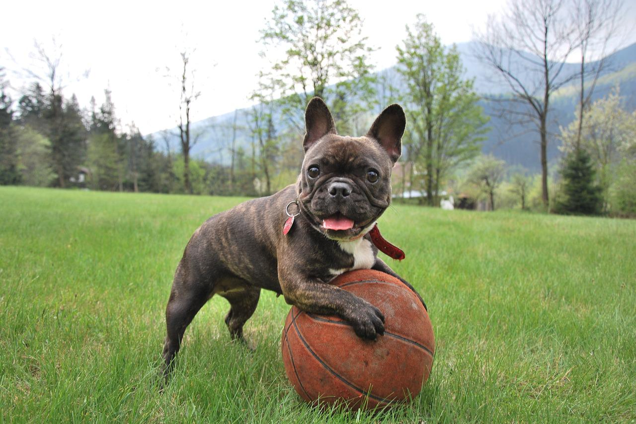 Do French Bulldogs Shed? What do Do with a Shedding Frenchie