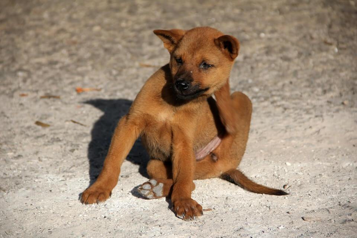 How to Get Rid of Fleas on Dogs Naturally