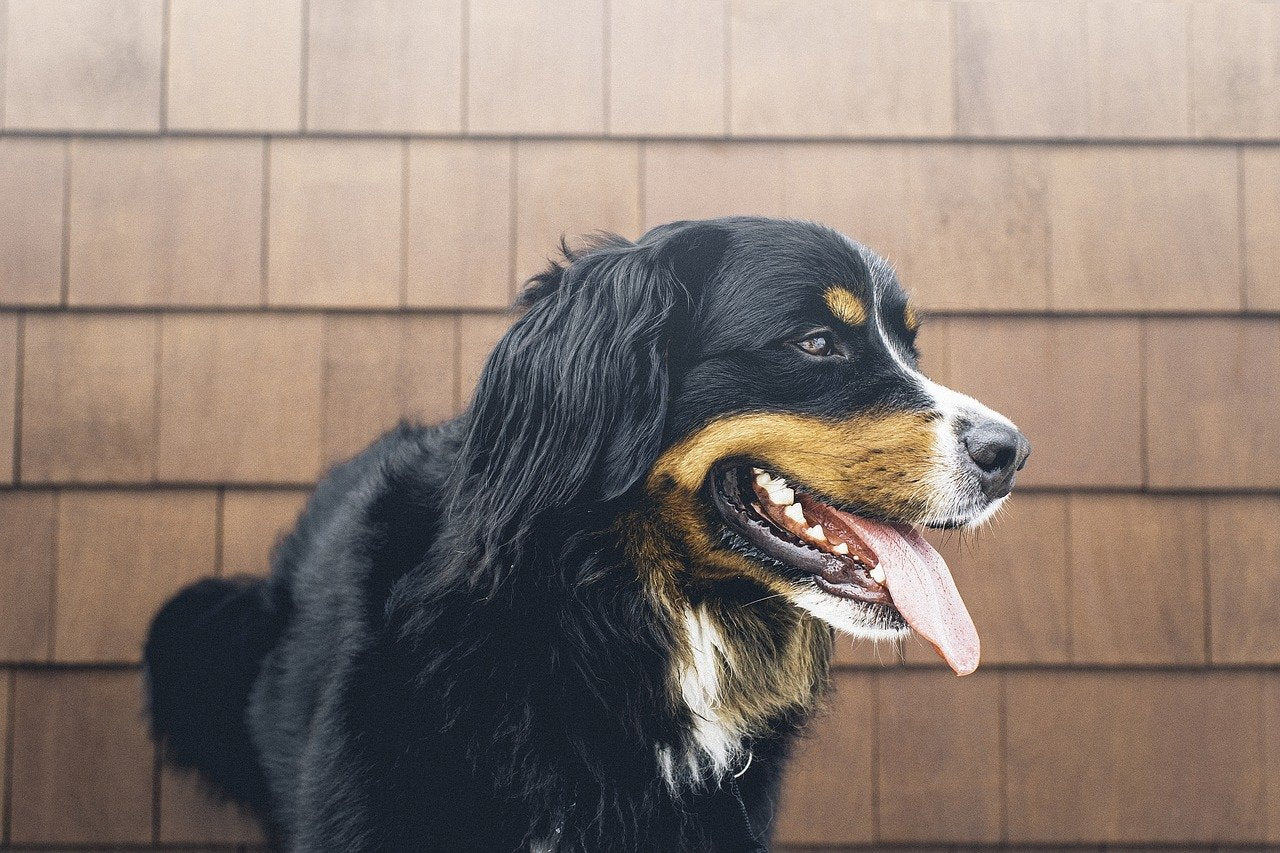 dog breathing hard