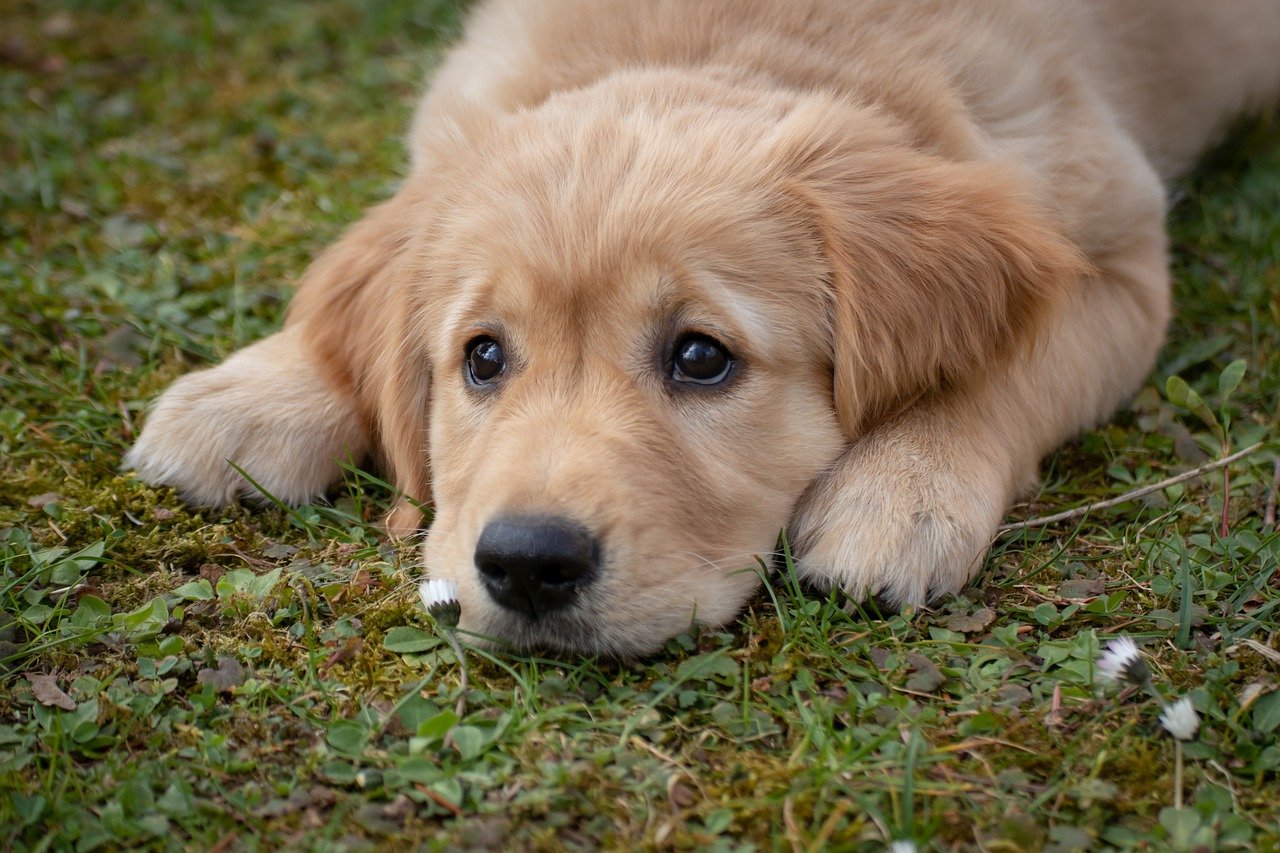 Why Do Dogs Eat Grass? How Normal Is It?