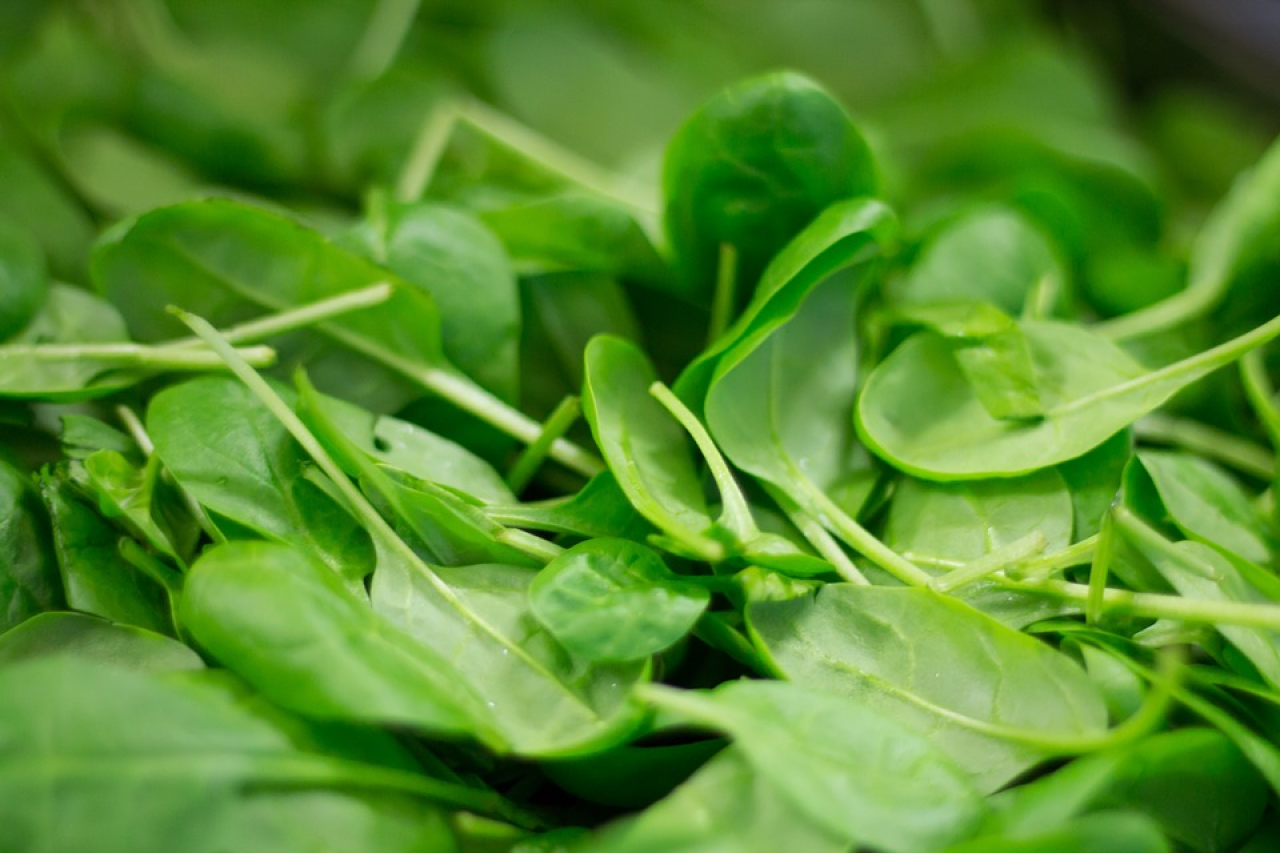 Can Dogs Eat Spinach? Is It Good For Them?